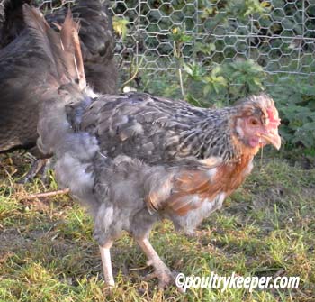 chicken molting