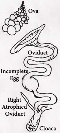 Reproductive System of a Chicken Diagram