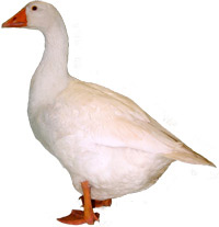 Roman Goose