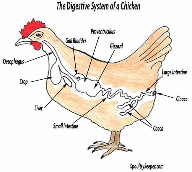 The Digestive System of a Chicken