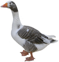 West of England Goose