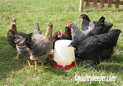 Chickens Having A Drink