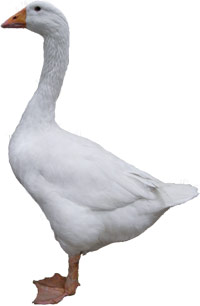 Domestic Goose Breeds