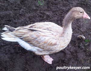 Goose with Wet Feather