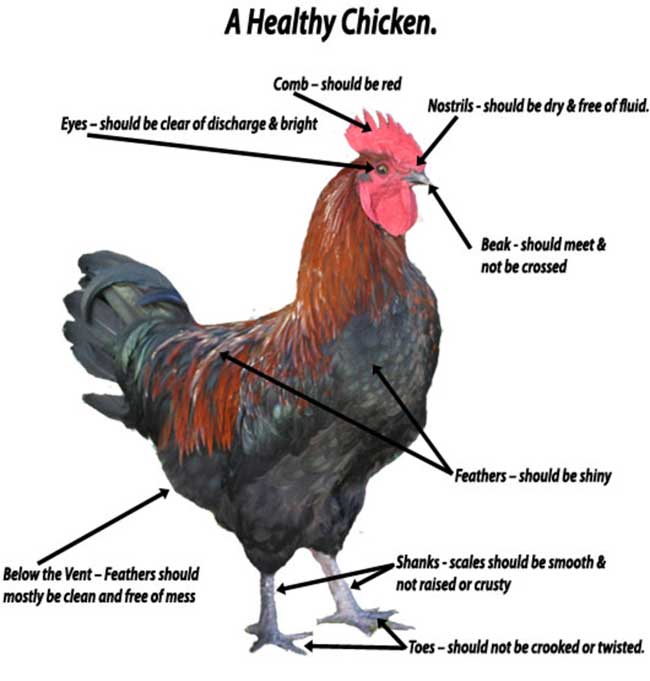 A Healthy Chicken