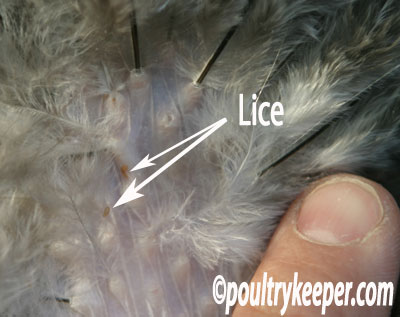 feather lice treatment