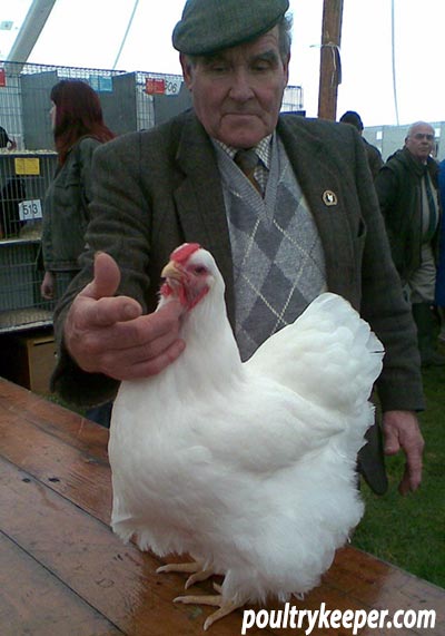 Alan Proctor with White Wyandotte female