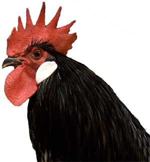 Head of Andalusian Chicken