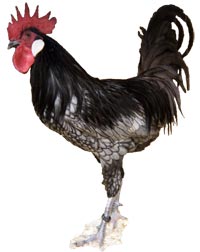 Andalusian Chicken