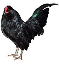 Araucana Chicken