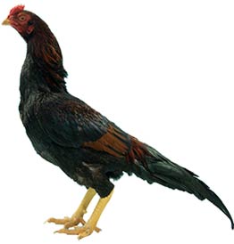 Asil Chicken