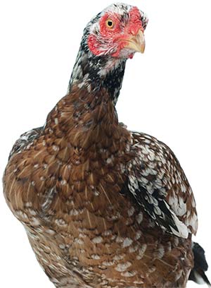 Head of Asil Chicken