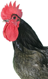 Head of Australorp Chicken