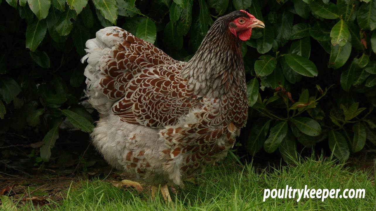 Blue Laced Wyandotte Female