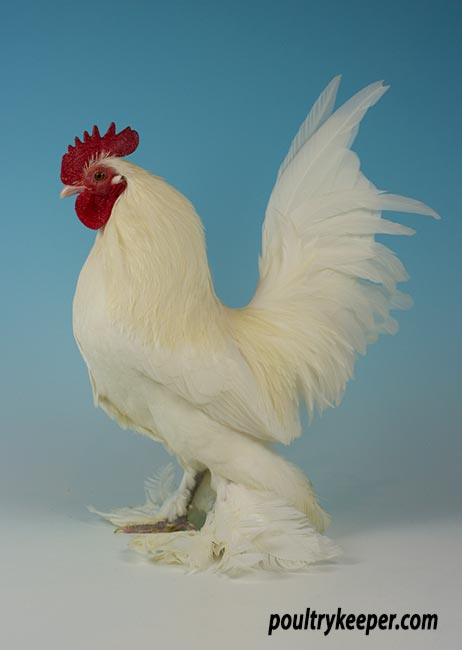 White Booted Bantam Male
