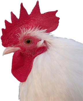 Head of Booted Bantam Male