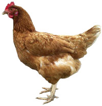 Bovans Goldline Chickens