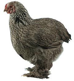 Brahma is an American breed of chicken. 