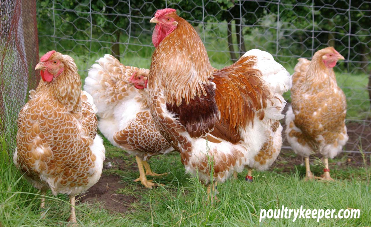 silver laced red wyandotte