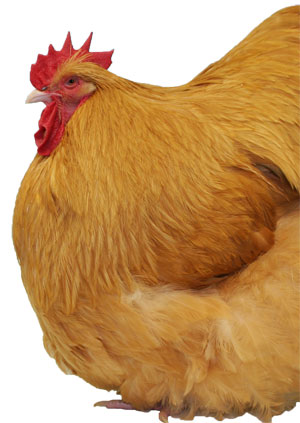 Head of Buff Orpington