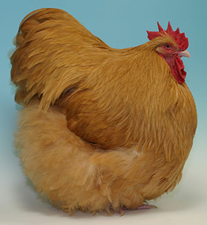 Buff Orpington