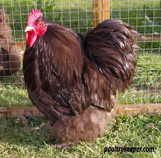 Chocolate Orpington Bantam