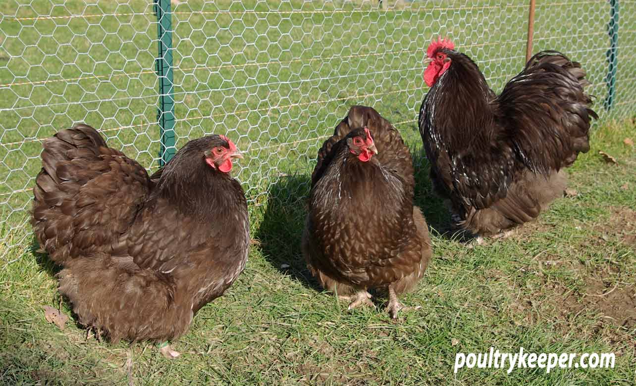 A Trio of Chocolate Orpington Bantams