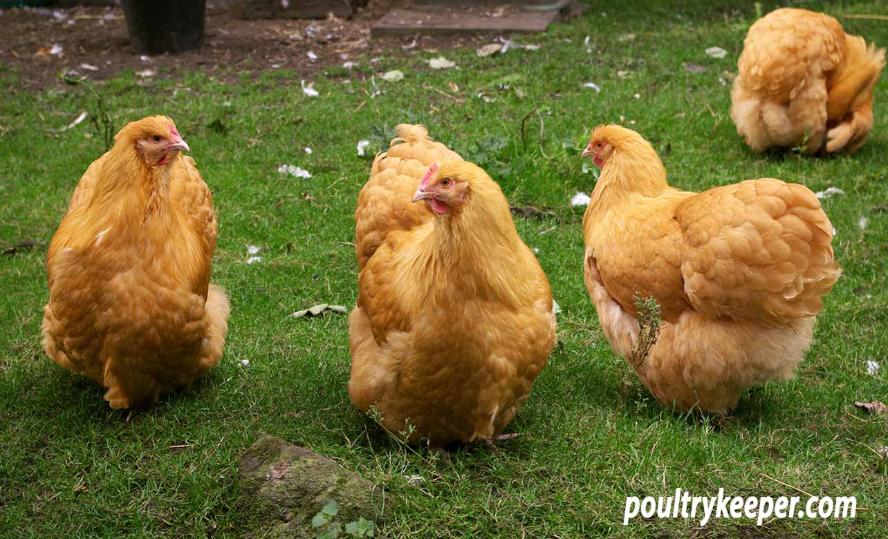 Buff Orpington Chicken Breed Guide 