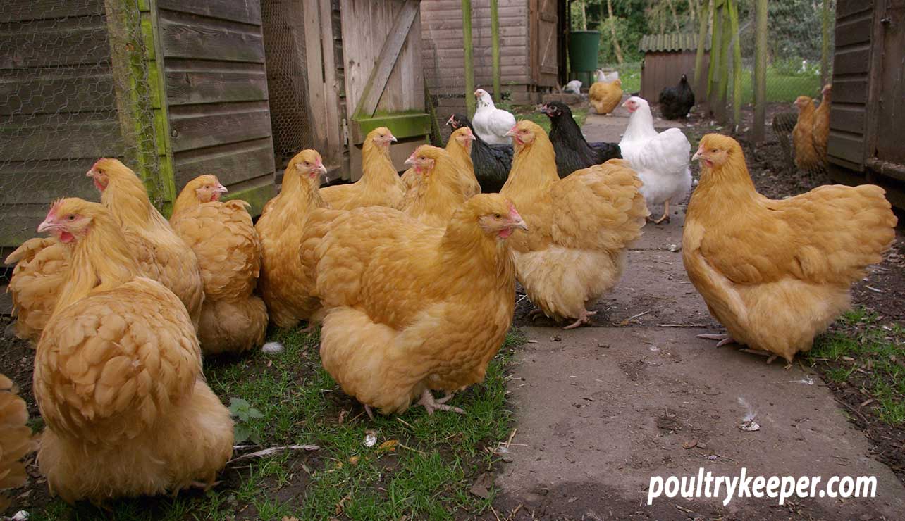 Buff Orpington Chickens: All You Need to Know About This