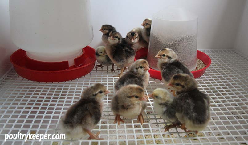 Day old chicks in brooder