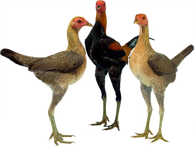 Modern Game Chickens