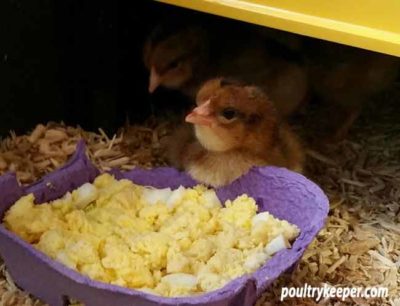 Feeding Chicks Egg
