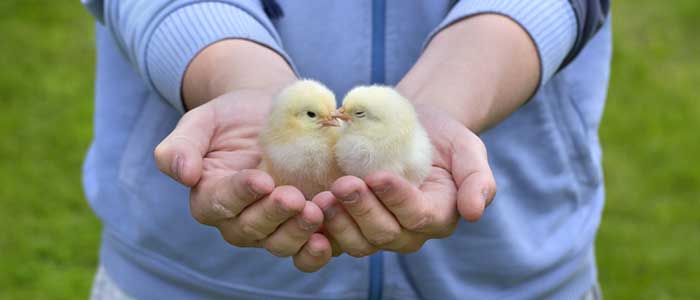 Feeding Chicks