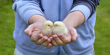 Feeding Chicks