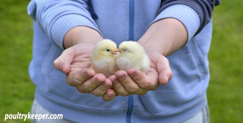 Feeding Chicks