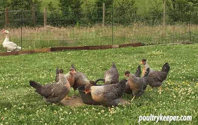 Feeding Growing Chickens