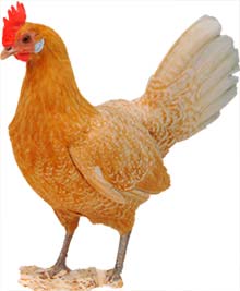 Freisian Chicken