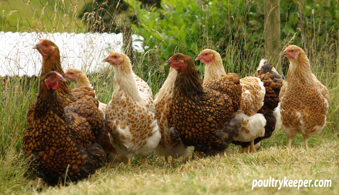 Gold Laced Wyandottes