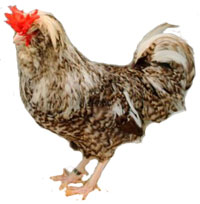 Houdan Chicken