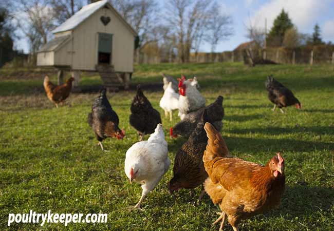 Gallinas híbridas