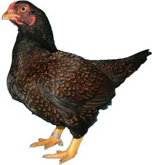 Indian Game Chicken