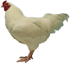 Ixworth Chicken