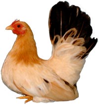 black tail buff japanese bantam