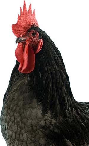 black jersey giant hen