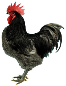 black jersey giant hen