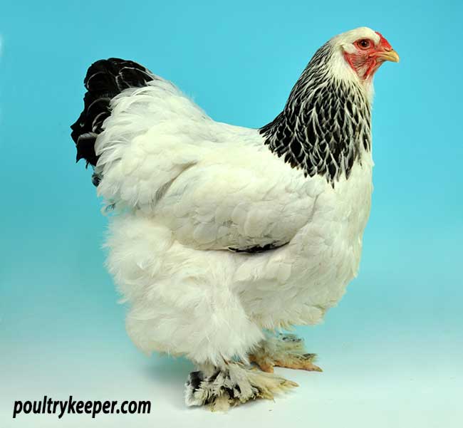 Brahma Chickens