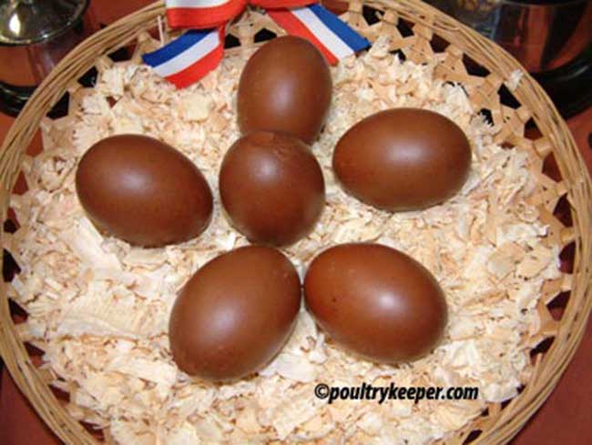 Dark Brown Copper Black Marans Eggs