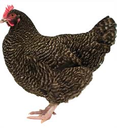 Marans Chicken