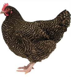 Poulet Marans