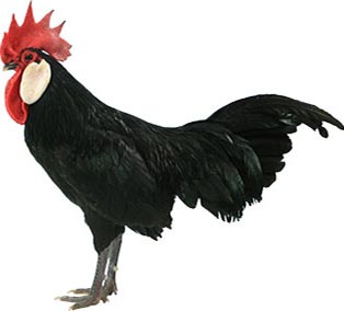 Minorca Pollo 